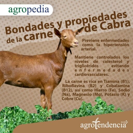 Cabras - Bondades de la carne de cabra