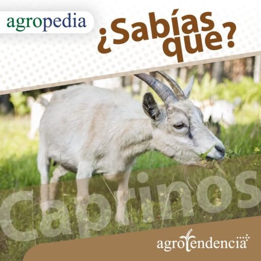 Cabras - Cabra comiendo pasto