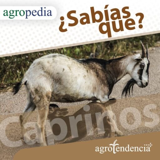 Cabras - Una cabra y un cordero amamantando