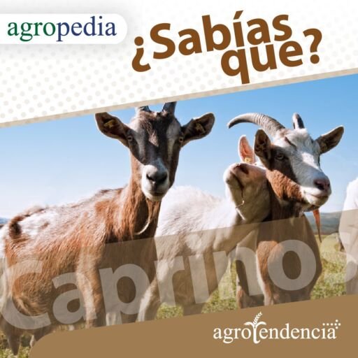 Cabras - Tres cabras
