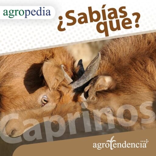 Cabras - Dos cabras chocando cabezas