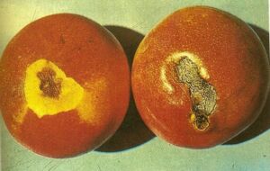 Enfermedades del mango
