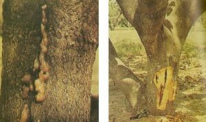 Enfermedades del árbol de mango