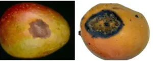 Enfermedades del mango