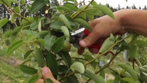 Poda en frutales