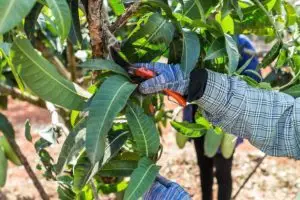 Poda en planta de mango