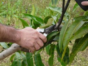 Poda en planta de mango