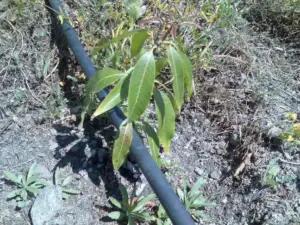 Plántula de mango