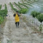 Fumigación en cultivo de mango