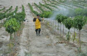 Fumigación en cultivo de mango