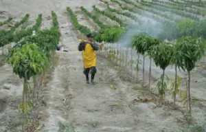 Fumigación en cultivo de mango
