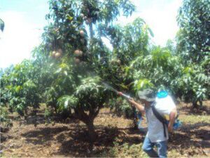 Fumigación en cultivo de mango