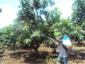 Fumigación en cultivo de mango