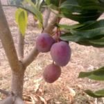 Cultivo de mango
