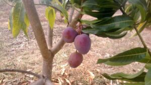 Cultivo de mango