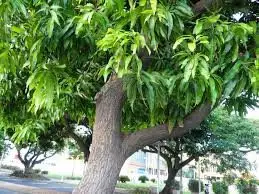 Planta de mango