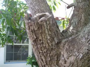 Planta de mango
