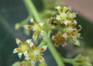 Flores del mango