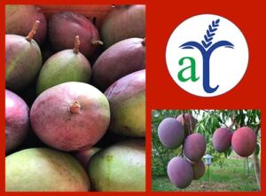 Mangos