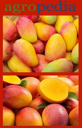 Cultivo de mango - Variedad de mango Haden
