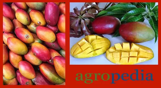 Cultivo de mango - Variedad de mango Palmer