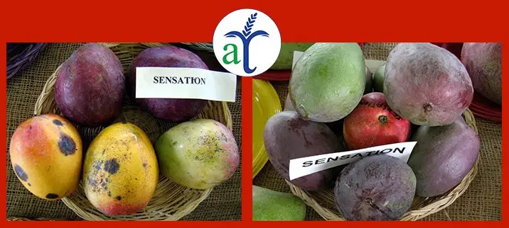 Cultivo de mango - Variedad de mango Sensation