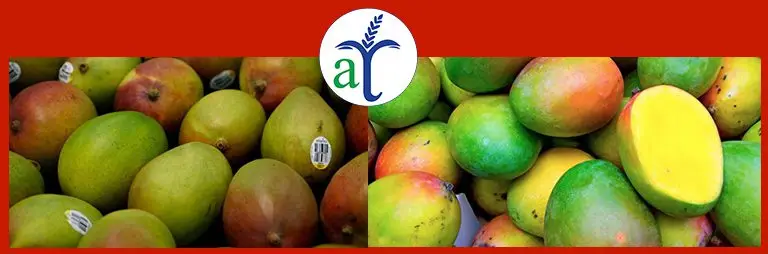 Cultivo de mango - Variedad de mango Smith