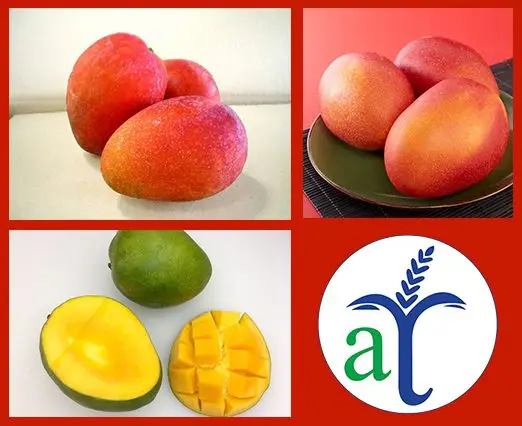 Cultivo de mango - Variedad de mango Irwin