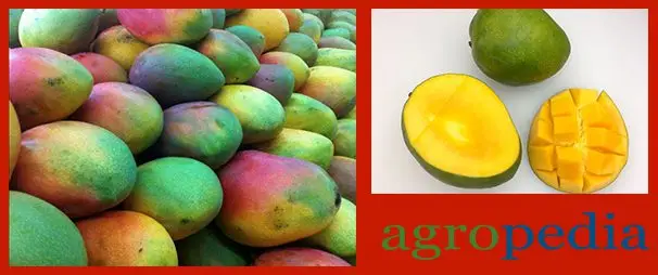 Cultivo de mango - Variedad de mango Kent