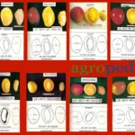 Variedade de los mangos