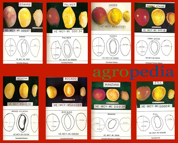 Fotos de diferentes variedades de mango