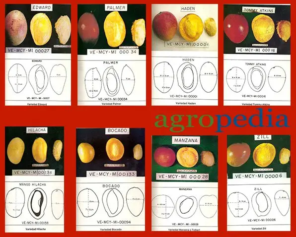 Cultivo de mango - Variedades de mango tipo criollo