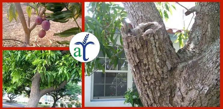 Cultivo de mango - Tallos de plantas de mangos