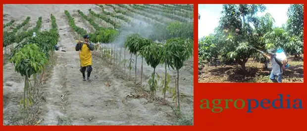 Cultivo de mango - Manejo sanitario en el cultivo de mango