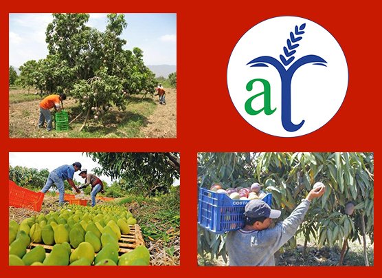 Fotos de manejo de la cosecha de mango