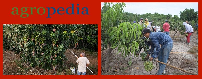 Fotos de personas cosechando mangos