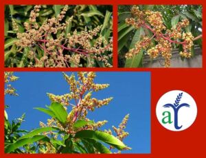 Inflorescencias del mango