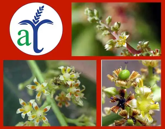 Cultivo de mango - Tipos de flores del mango