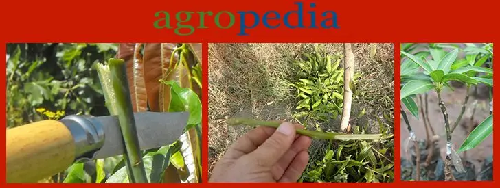 Cultivo del mango - La injertación del mango