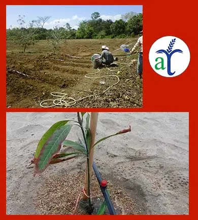 Cultivo de mango - Riego y drenaje en cultivos de mango