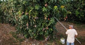 Cosecha de mangos
