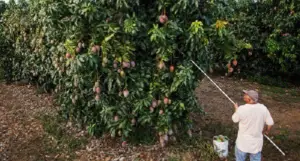 Cosecha de mangos