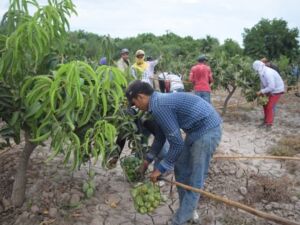 Cosecha de mangos