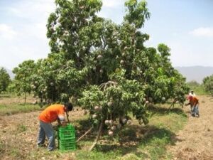 Cosecha de mangos