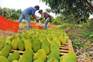 Cosecha de mangos