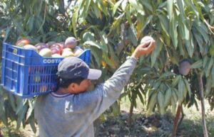 Cosecha de mangos