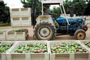Cosecha mecanizada de mangos