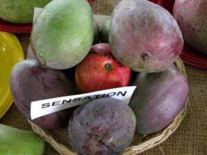 Mangos