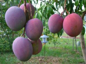 Mangos