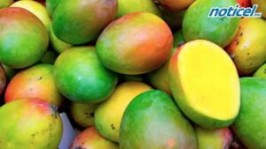 Mangos
